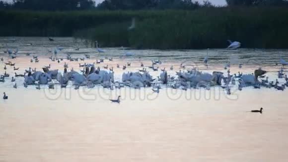 大白白鹭和海鸥视频的预览图