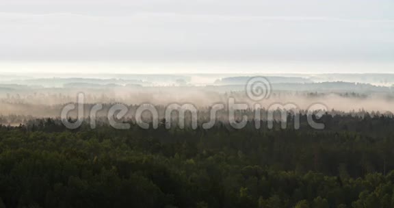 浓雾在森林覆盖的山谷中流逝视频的预览图