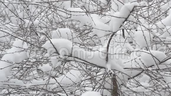 雪落在樱花树枝的背景上视频的预览图