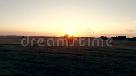 夕阳下田野里的孤树空中摄影的动感影像视频的预览图
