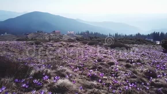 春盛开红辣椒紫花春天的花在山上视频的预览图