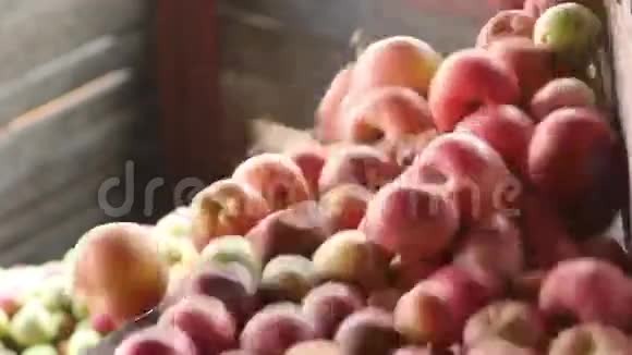 在苹果汁生产中分拣苹果红园苹果视频的预览图