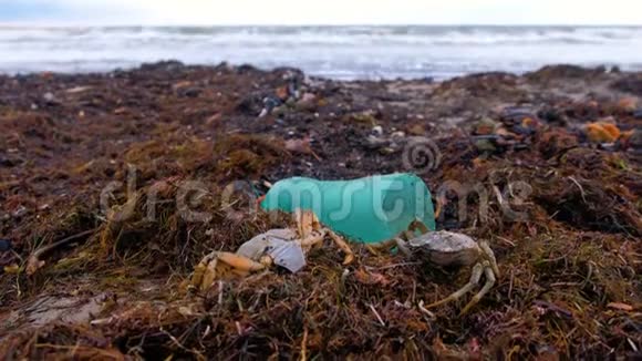 沙滩上的海藻中的塑料瓶死蟹和其他碎片视频的预览图