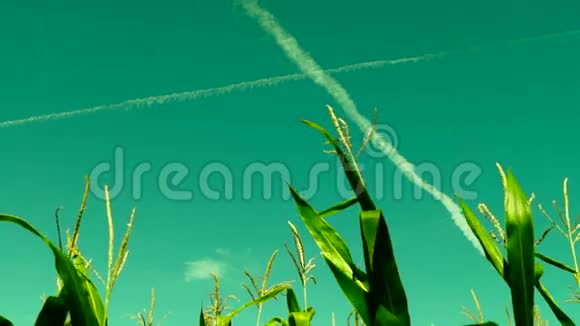 阳光明媚的日子里有风斜的玉米地有飞机痕迹超现实的天空视频的预览图