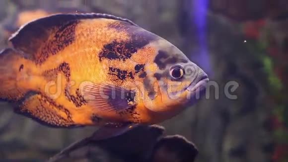 水下世界红海的珊瑚鱼埃及视频的预览图