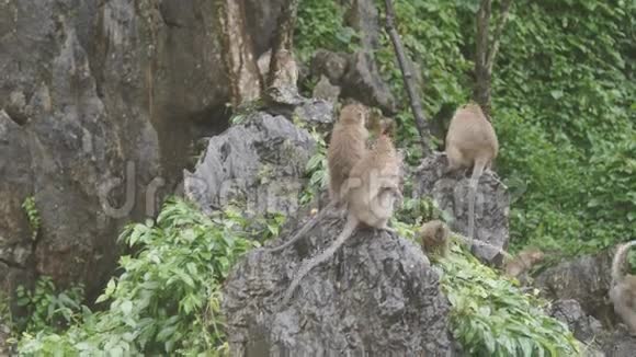 猴子坐在岩石上吃东西在泰国Ratchaburi的KhaoNgoo岩石公园视频的预览图