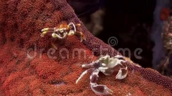 美丽的小螃蟹在海葵表面视频的预览图