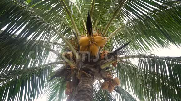椰子树和椰子视频的预览图
