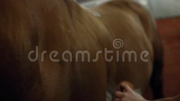 男人梳棕色的马毛为一匹马献殷勤快关门视频的预览图