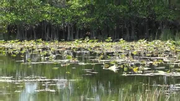 在4K的沼泽地本地风景视频的预览图