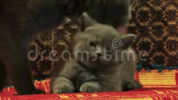 小猫和妈妈一起玩视频的预览图