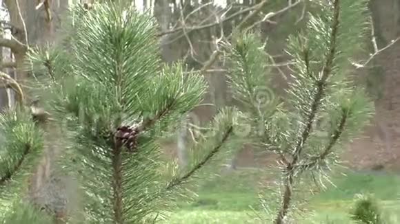 一棵常绿树枝上的漂亮锥子视频的预览图