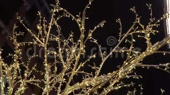 户外用冬天装饰的树视频的预览图
