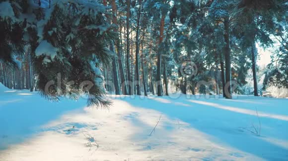 寒冷的一天在白雪皑皑的冬天底部看森林日落在美丽的风景中晒太阳冬天的松阳林视频的预览图