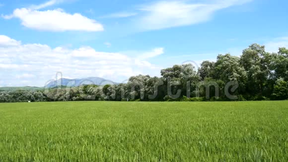 自然景观山谷未成熟小麦硬粒4K视频的预览图