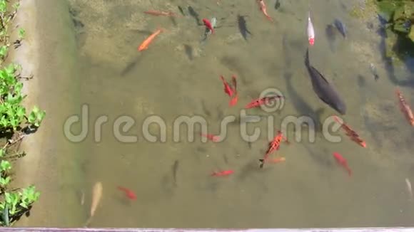 锦鲤鱼锦鲤鱼在水里花园小湖与锦鲤鲤鱼视频的预览图