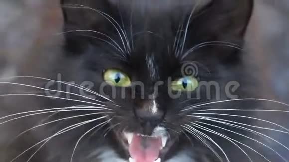 黑白猫特写照片视频的预览图