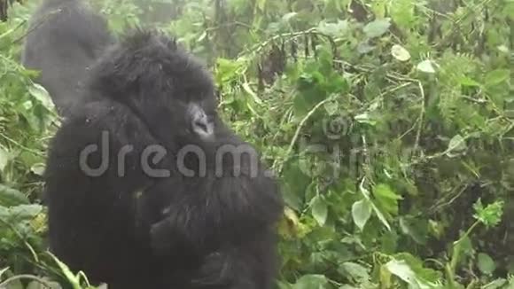 在森林中放大成山大猩猩的脸视频的预览图