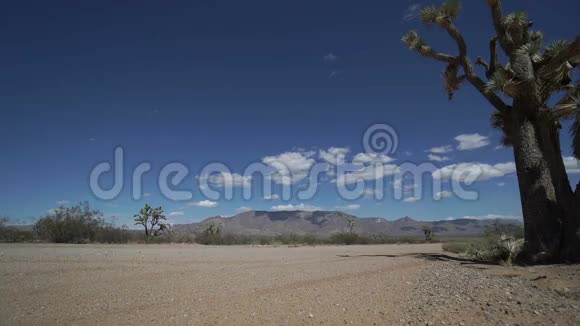 沙漠中路边约书亚树的低视角视频的预览图