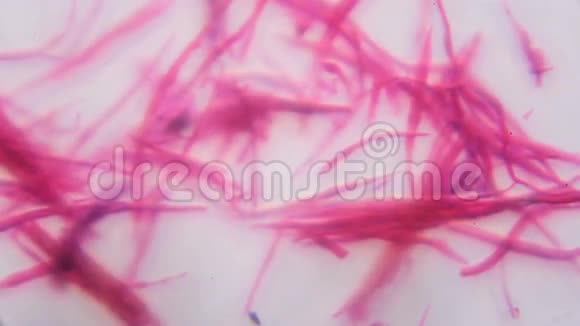 显微镜下的平滑肌分离抽象粉红线视频的预览图