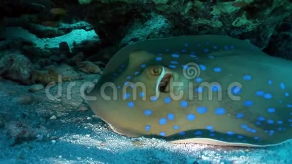 蓝色黄貂鱼藏在珊瑚水下红海里视频的预览图