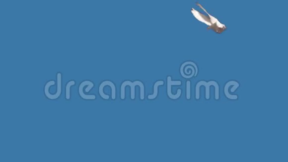鸽子在蓝色背景上飞行视频的预览图