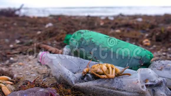 沙滩上的海藻中的塑料瓶死蟹和其他碎片视频的预览图