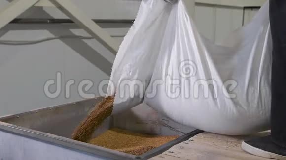 在工厂进行谷物和谷物的分类和包装工人们把荞麦倒入一个特殊的罐里以便进一步视频的预览图