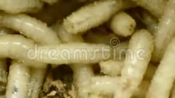 肉的幼虫在锯末里特写视频的预览图