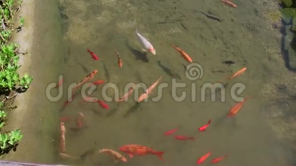 锦鲤鱼锦鲤鱼在水里花园小湖与锦鲤视频的预览图