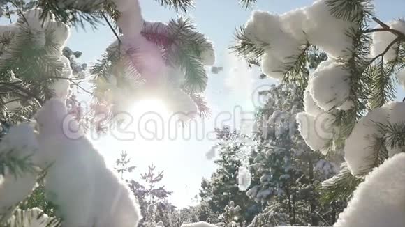 冬天森林里降雪圣诞节视频的预览图