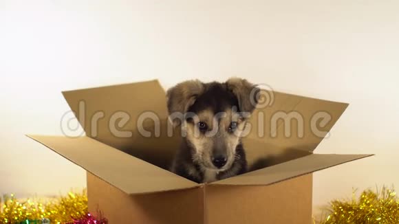 可爱的小狗坐在邮筒与圣诞节和新年装饰视频的预览图
