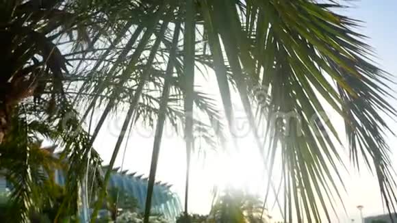 棕榈蓝天夏日视频的预览图