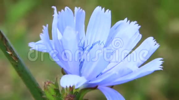 夏季特写中盛开的蓝色花朵视频的预览图