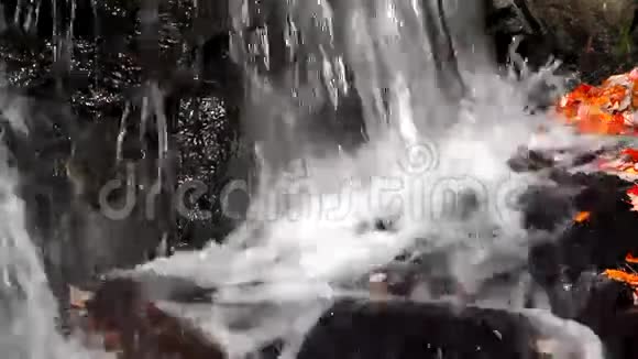带落叶的小瀑布视频的预览图