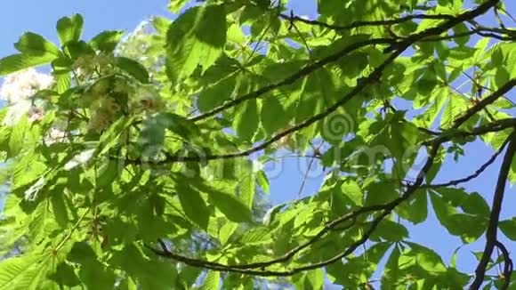 春天盛开的栗子树视频的预览图