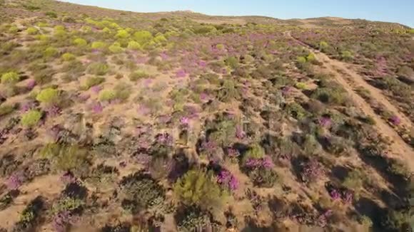 野生花卉鸟瞰图南非视频的预览图