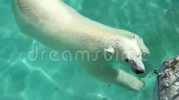 北极熊在水里游泳视频的预览图