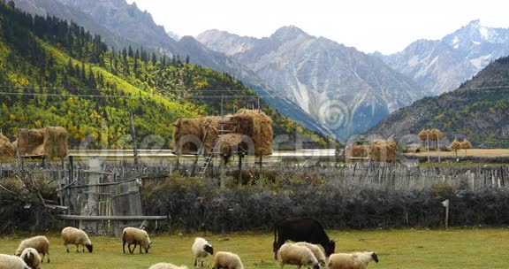 4k羊在草原上放牧云团在西藏雪山上翻滚视频的预览图