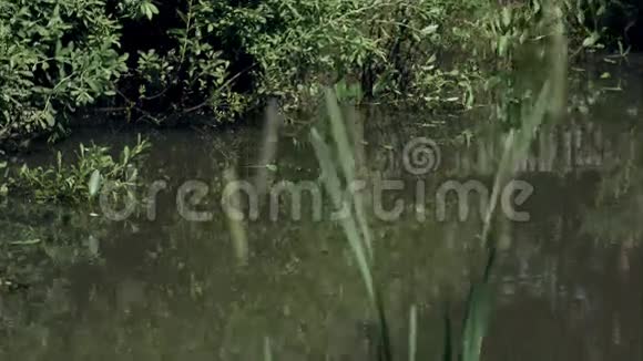 夏天的池塘里有芦苇和绿色的倒影视频的预览图
