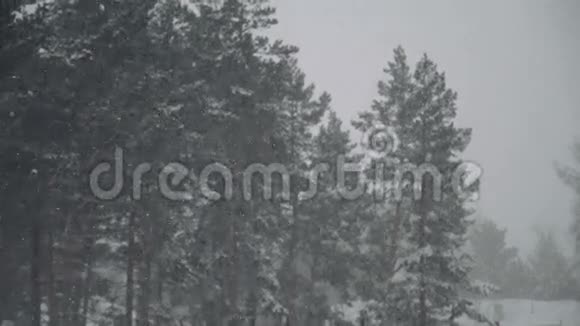 雪落在松枝上雪花飘落在松枝上创造出一幅美丽的冬天画卷视频的预览图