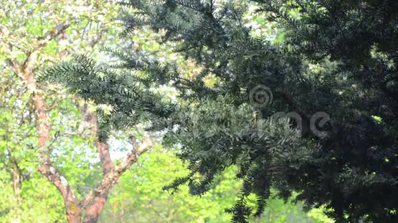 红豆杉树枝视频的预览图