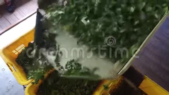 绿茶从机器上掉到篮子里视频的预览图