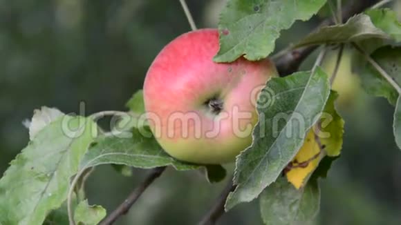 苹果树枝上的红苹果视频的预览图