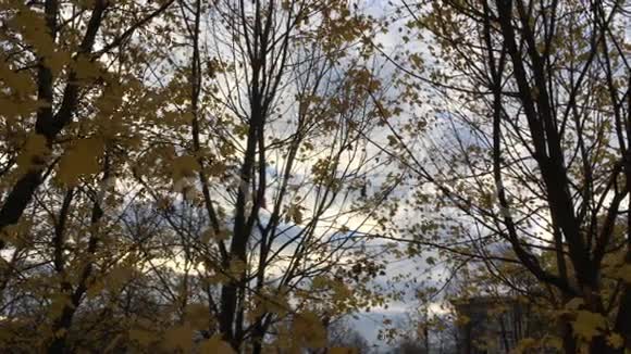 秋天天空背景上的黄色枫叶视频的预览图