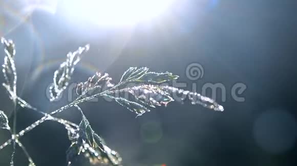 初春夏晨绿露覆盖的青草植物视频的预览图