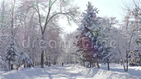 冬季公园降雪树4K视频的预览图