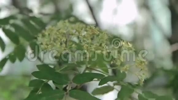 开花的树枝视频的预览图