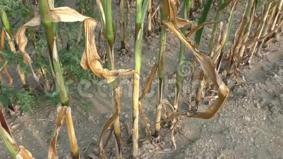 干旱肆虐的农田玉米地视频的预览图