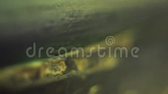 木材的木质纹理绿色的阴影摄像机向后移动表面关门视频的预览图